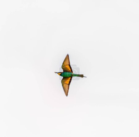 European bee-eater bird, Merops Apiaster, flight open wings in white sky, Geneva, Switzerland
