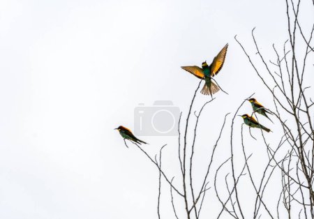 European bee-eater bird, Merops Apiaster, on tree branches, Geneva, Switzerland
