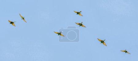 Colony of european bee-eater birds, Merops Apiaster, flying open wings in blue sky, Geneva, Switzerland