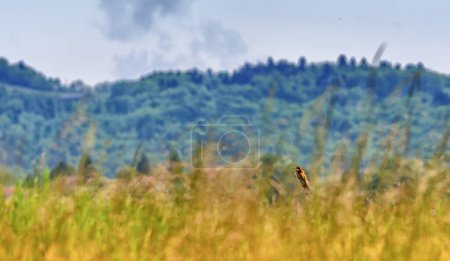 European bee-eater bird, Merops Apiaster, standing in a field, Geneva, Switzerland