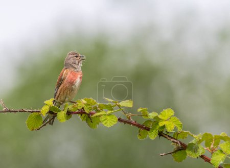 Common linnet, Linaria cannabina, bird standing on a branch