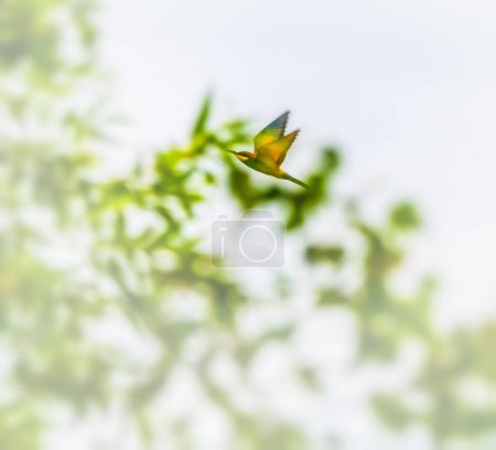 One european bee-eater bird flying, Merops Apiaster, Geneva, Switzerland
