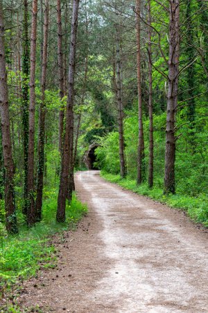 Photo for Path through the forest towards a tunnel - Royalty Free Image