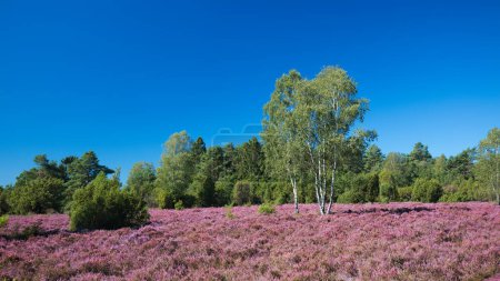 Photo for Pink heather landscape with a clear blue sky - Royalty Free Image