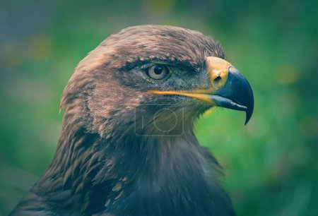 Portrait of a steppe eagle