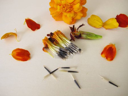 Foto de Flor y semillas de tagetes - Imagen libre de derechos