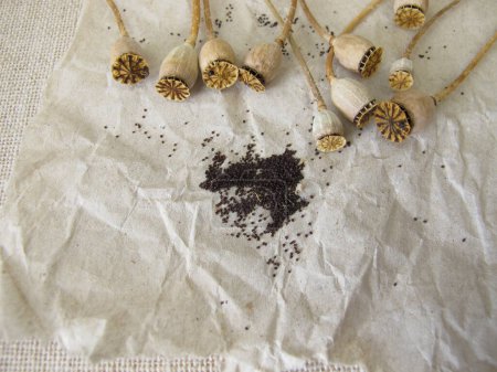 Seeds from common poppy and seed capsules