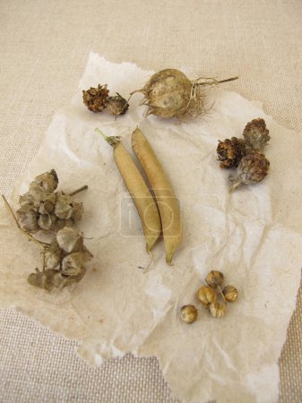 Harvested plant seeds and seed pods of flowers and wildflowers on paper