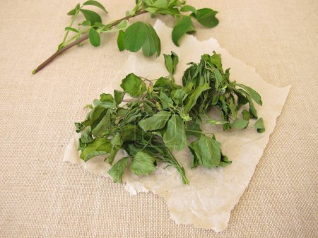 Alfalfa seca, hojas de alfalfa sobre papel