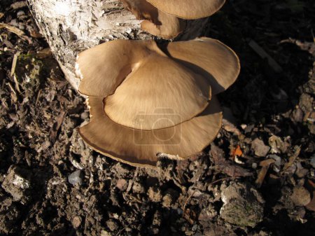 Oyster mushroom on a birch tree, Pleurotus ostreatus