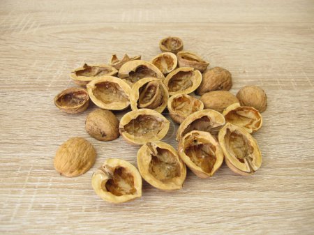 Craft material for crafting: halved walnut shells