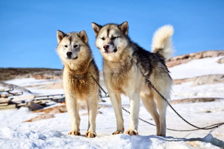 Foto de Dos perros de trineo en Kulusuk, Groenlandia Oriental - Imagen libre de derechos