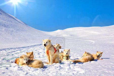 Photo for Sledge dogs resting in East Greenland - Royalty Free Image