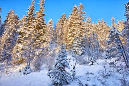 Téléchargez les photos : Paysage du mont Floyen en hiver avec forêt enneigée, Bergen, Norvège - en image libre de droit