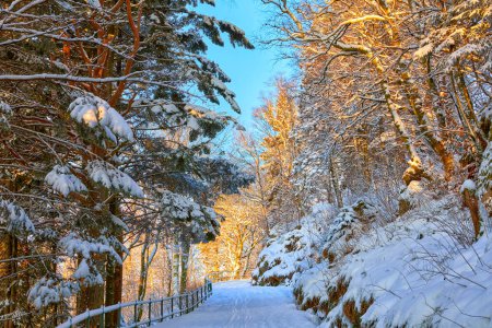 Téléchargez les photos : Chemin vers le mont Floyen à la lumière du soleil levant en hiver, Bergen, Norvège - en image libre de droit