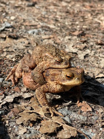 Foto de Piggybacking toads in the woods - Imagen libre de derechos