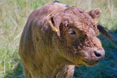 Foto de Closeup of a Galloway cow peacefully standing on grassland - Imagen libre de derechos