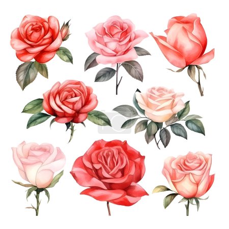 Illustration for Set of beautiful watercolor roses - Royalty Free Image