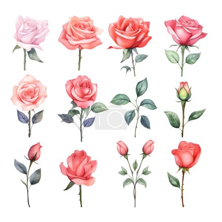 Ilustración de Conjunto de hermosas rosas acuarela - Imagen libre de derechos