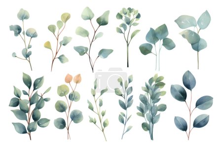 Téléchargez les photos : Ensemble de branches vectorielles aquarelle de beauté d'eucalyptus - en image libre de droit