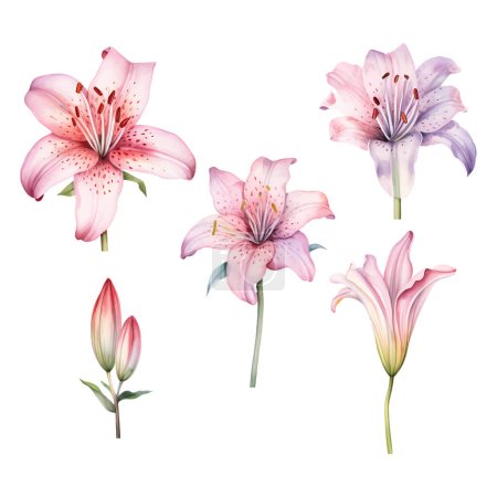 Illustration for Set of watercolor vector beauty pink lilies - Royalty Free Image