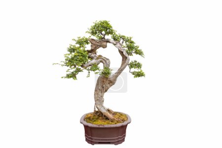 Téléchargez les photos : Orme bonsaï isolé sur fond blanc avec forme d'arbre creux - en image libre de droit