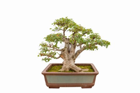Photo for Bonsai tree of triangle maple tree isolated on white background - Royalty Free Image