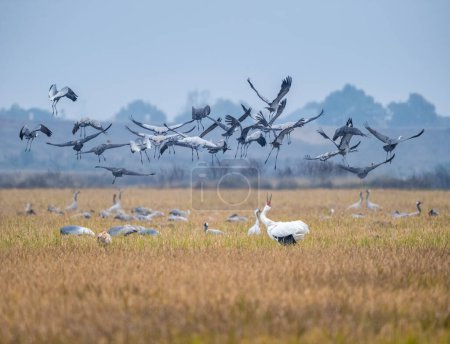 Photo for Winter field migratory bird landscape, good natural ecological scenery - Royalty Free Image