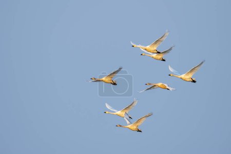 Foto de Un grupo de cisnes volando en el aire, material para aves migratorias - Imagen libre de derechos