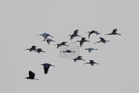 a group of spoonbill flying in sky, material for migratory birds