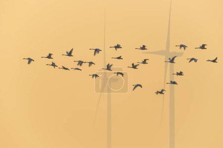 Foto de Pequeños cisnes vuelan sobre parques eólicos en la neblina, ambiente abstracto fondo - Imagen libre de derechos