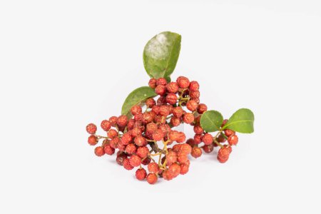 Téléchargez les photos : Frêne épineux chinois fruits et feuilles sur fond blanc - en image libre de droit