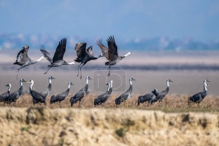 Photo for Close up of the white headed crane standing and flying, Hooded Crane - Royalty Free Image