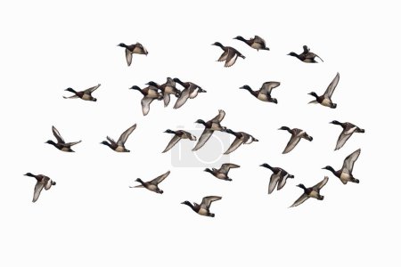 Baer's Pochard in flying with a white background, Aythya baeri, a very endangered diving duck