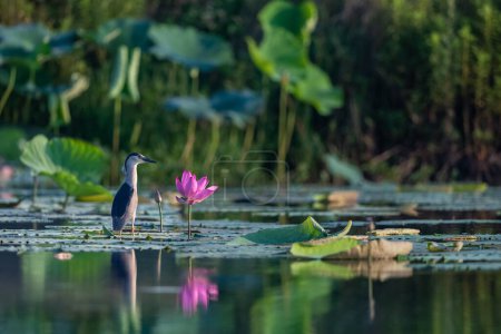 Photo for Night heron and lotus closeup in summer pon - Royalty Free Image