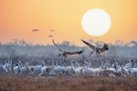 Téléchargez les photos : Un troupeau de grues blanches sous le soleil du matin, réserve naturelle nationale du lac Jiangxi Poyang, Chine - en image libre de droit