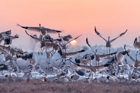 stado białych żurawi skaczących z radością wczesnym rankiem, piękny krajobraz ptaków wędrownych Poyang Lake, Chiny