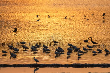 Foto de Silueta de aves migratorias en el lago al atardecer, grúas y espátula, etc. - Imagen libre de derechos