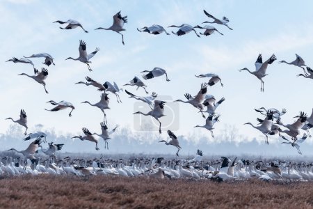Foto de Una bandada de grúas blancas despega contra un cielo azul, paisaje de aves migratorias del lago Poyang, China - Imagen libre de derechos