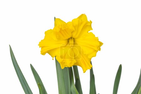 Photo for Daffodil flower isolated on white background with clipping path, a varieties with pleated skirt edges, Macro stack photography - Royalty Free Image