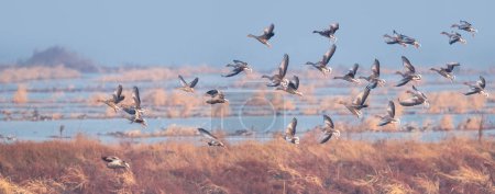 Photo for Grey goose in flying on wetland nature reserve, migratory bird landscape, Greylag Goos - Royalty Free Image