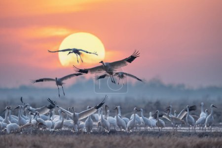 Foto de Bellas escenas de aves migratorias, una bandada de las grullas blancas siberianas bajo el amanecer - Imagen libre de derechos