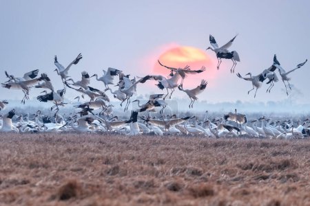 Foto de Una bandada de grúas blancas saltar de alegría al amanecer, Jiangxi Poyang lago reserva natural nacional, China - Imagen libre de derechos