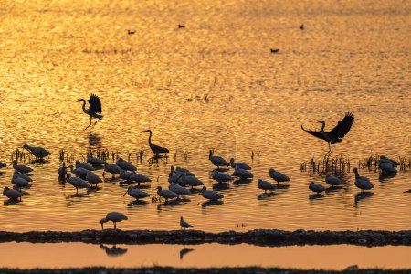 Photo for Migratory birds silhouette scene on lake in sunset, cranes and spoonbill, etc - Royalty Free Image