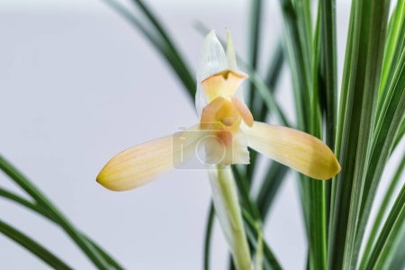 Photo for Beautiful elegant orchid bloom in spring, traditional famous flowers in China - Royalty Free Image