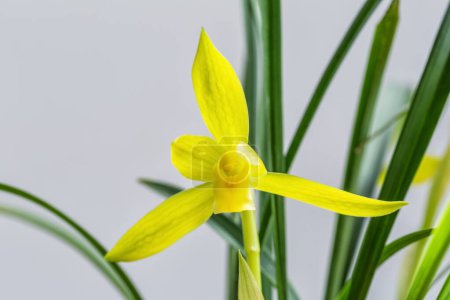 Photo for Closeup of blooming spring orchid, traditional famous flowers in China. - Royalty Free Image