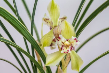Foto de Hermoso primer plano de la orquídea de primavera, flores famosas tradicionales en China - Imagen libre de derechos