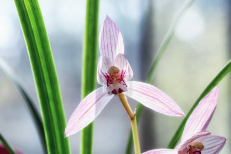 Foto de Orquídea de primavera rosa floreciendo en la luz del sol - Imagen libre de derechos