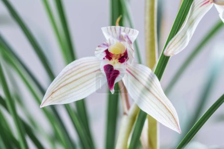 Foto de Floración elegante de la orquídea primer plano en primavera - Imagen libre de derechos