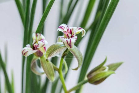 Photo for Chinese orchid blooming closeup in spring - Royalty Free Image